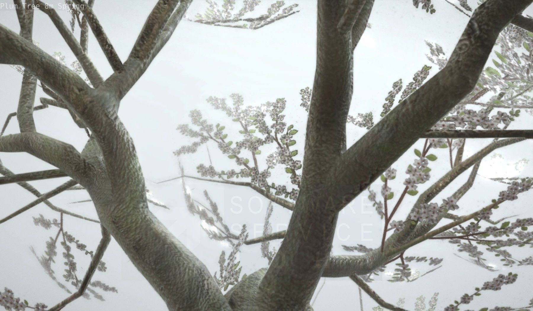 Plum Trees 8m Spring Low-poly 3D model_46