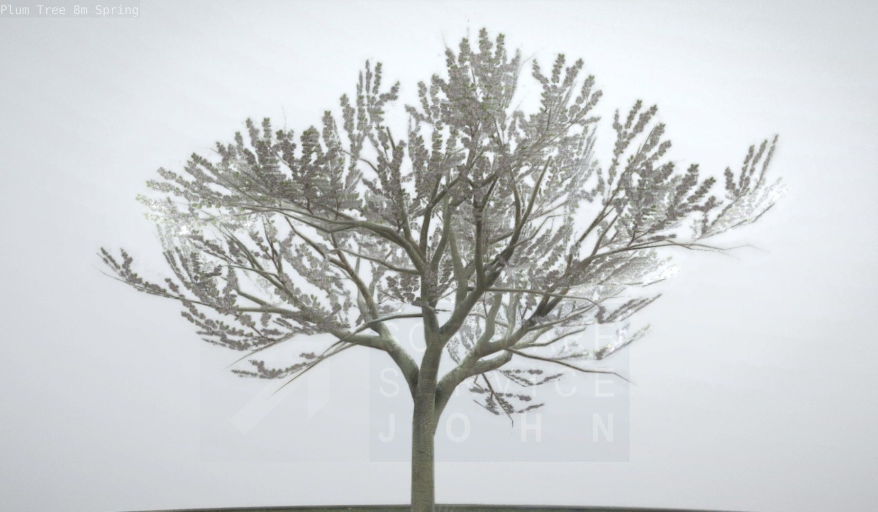 Plum Trees 8m Spring Low-poly 3D model_22