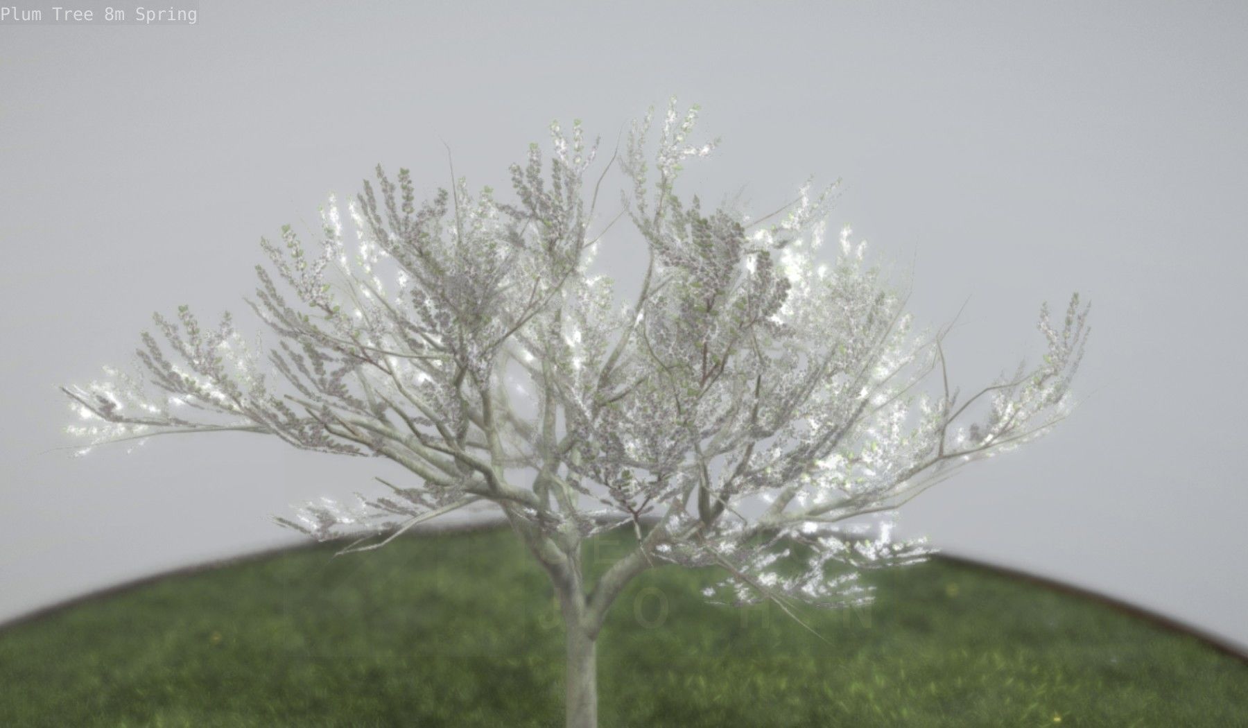 Plum Trees 8m Spring Low-poly 3D model_78