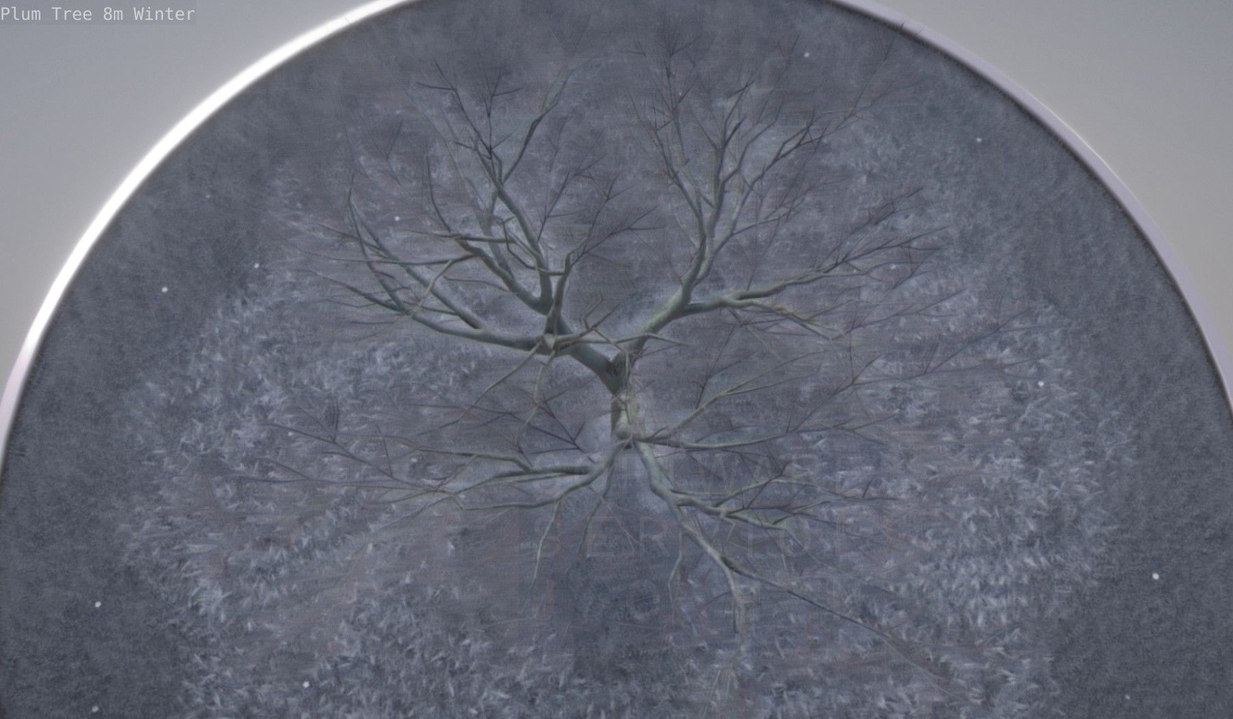 Plum Tree 8m Winter Low-poly 3D model_9