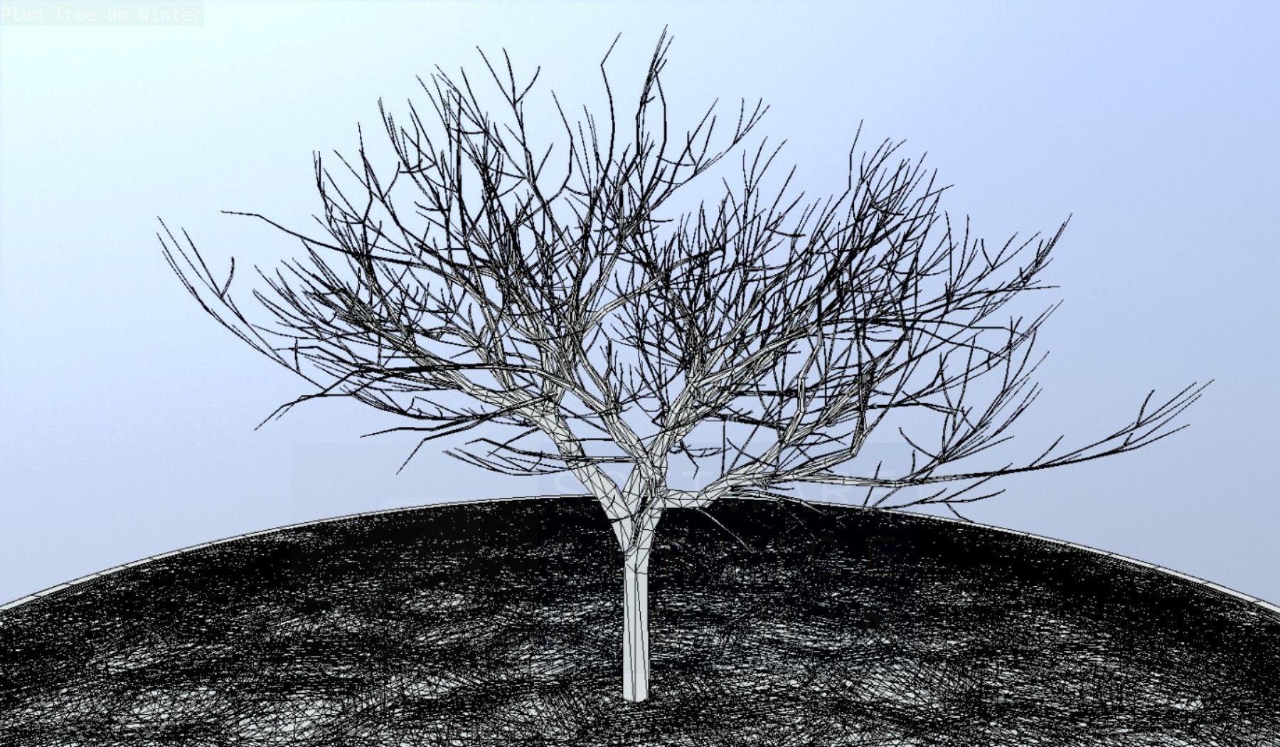 Plum Tree 8m Winter Low-poly 3D model_54