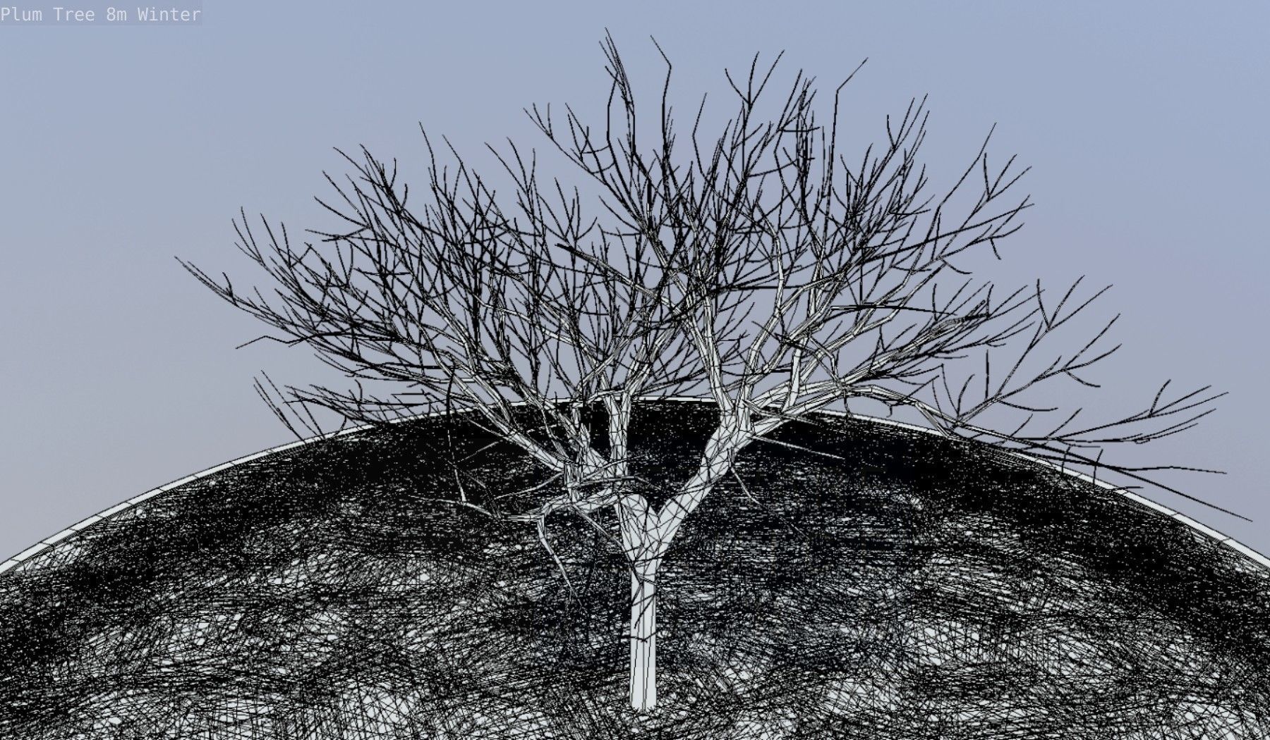 Plum Tree 8m Winter Low-poly 3D model_51