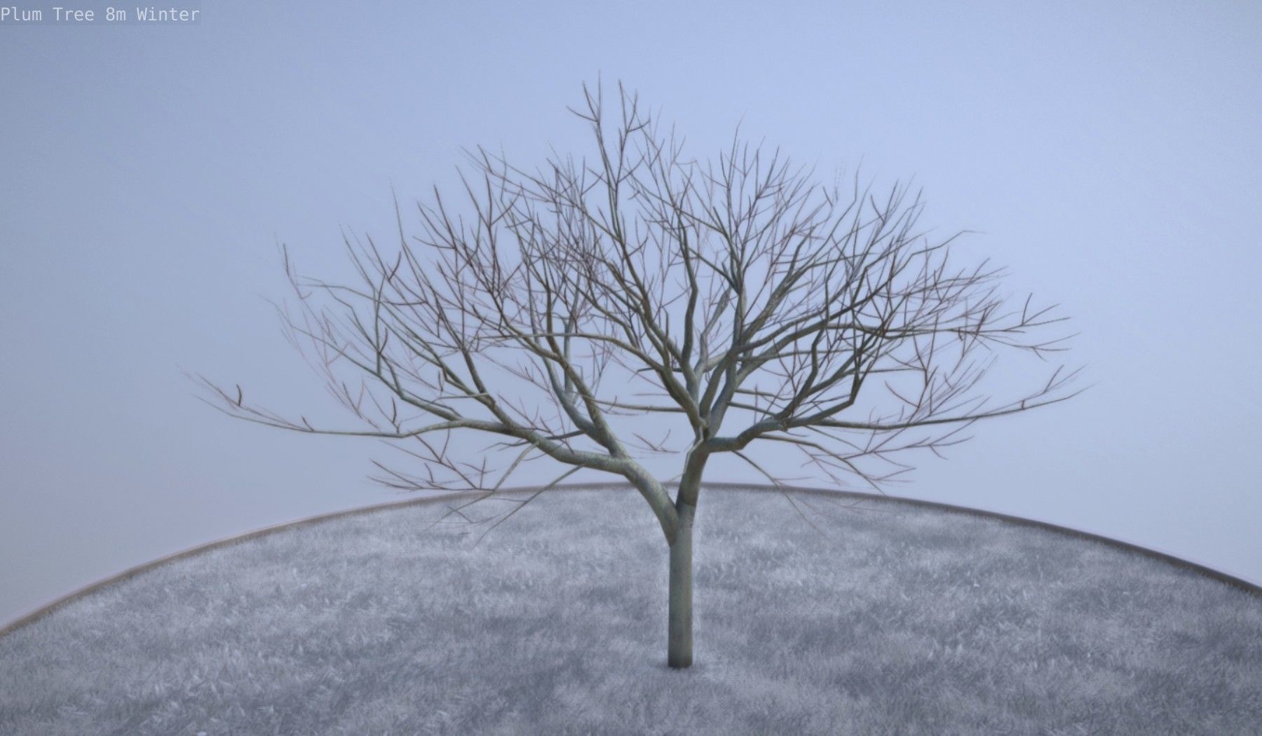 Plum Tree 8m Winter Low-poly 3D model_1
