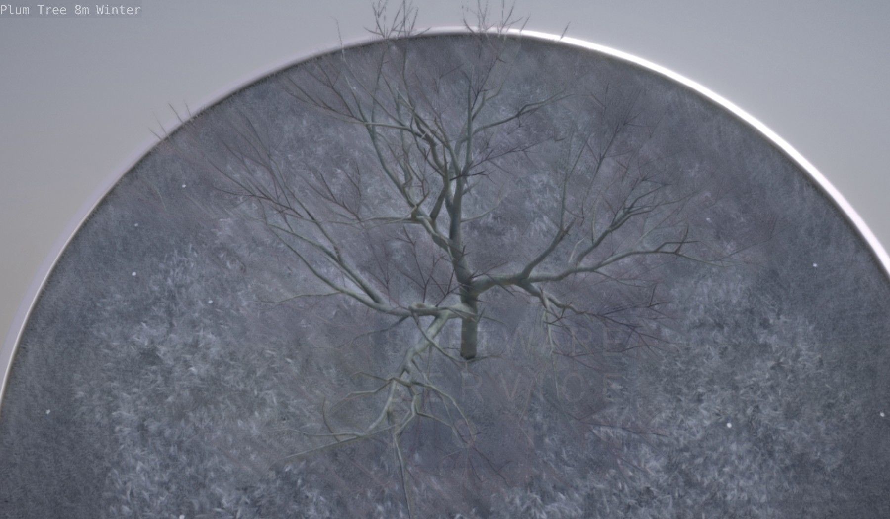 Plum Tree 8m Winter Low-poly 3D model_16