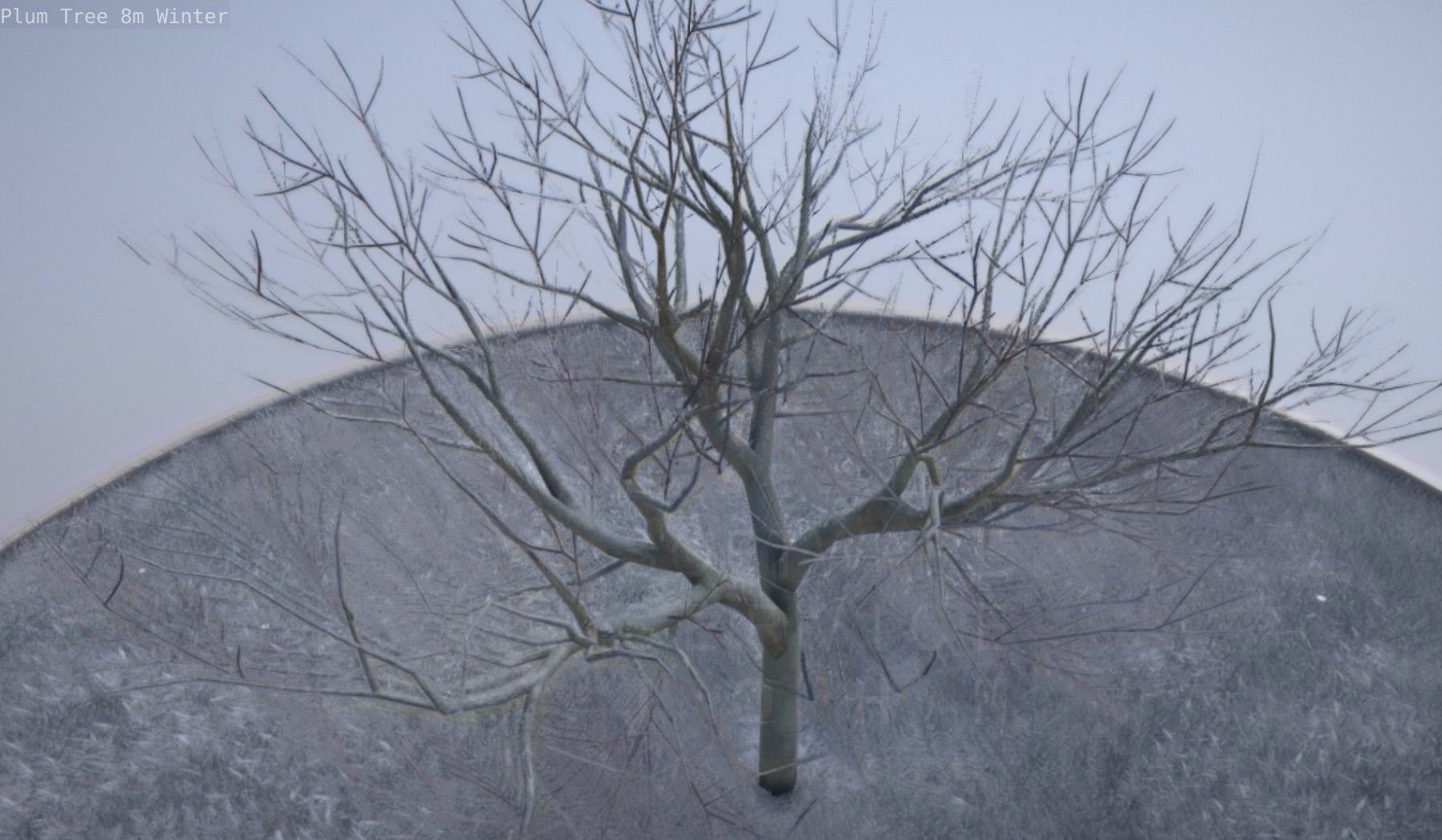 Plum Tree 8m Winter Low-poly 3D model_15