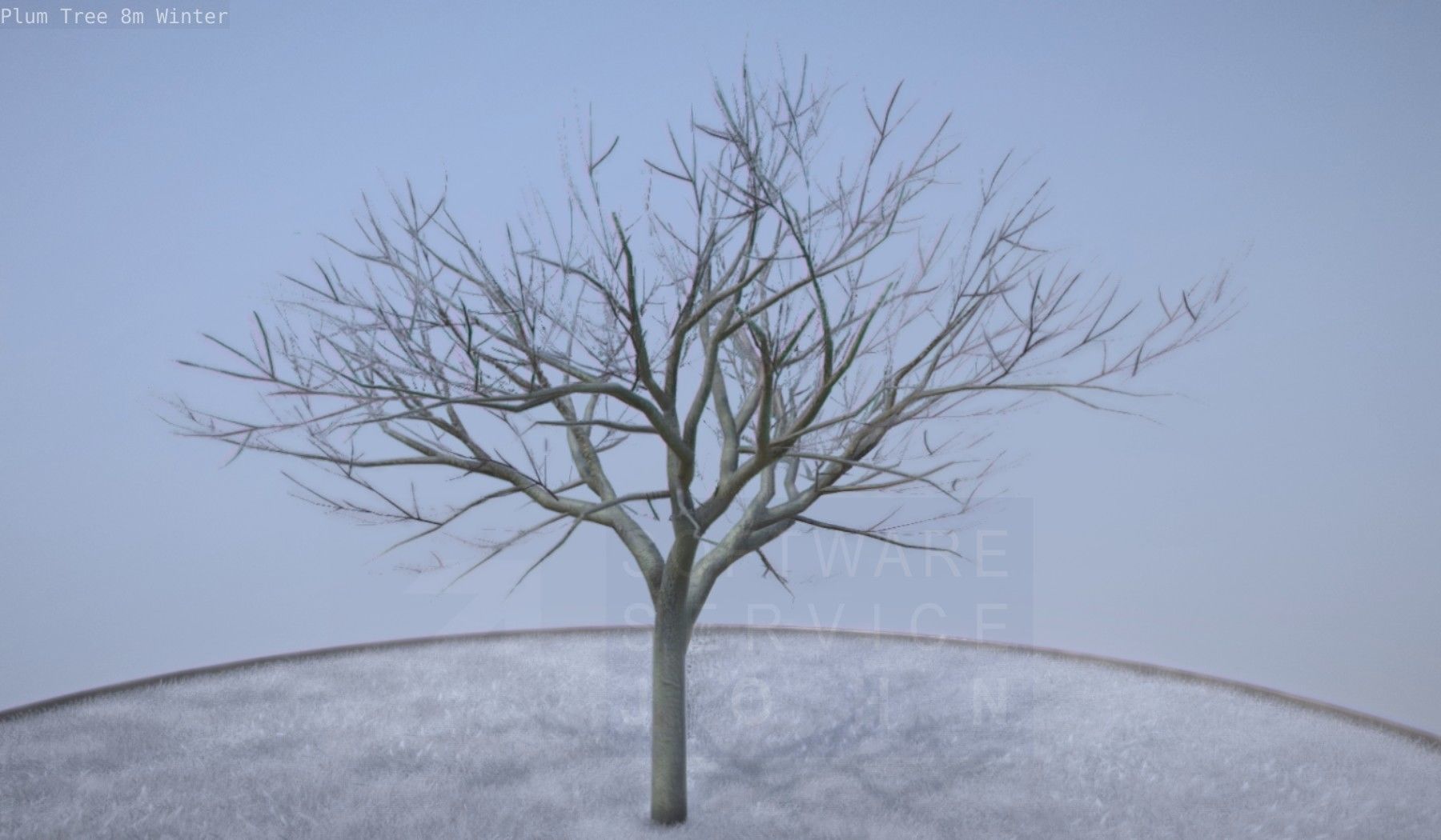 Plum Tree 8m Winter Low-poly 3D model_4