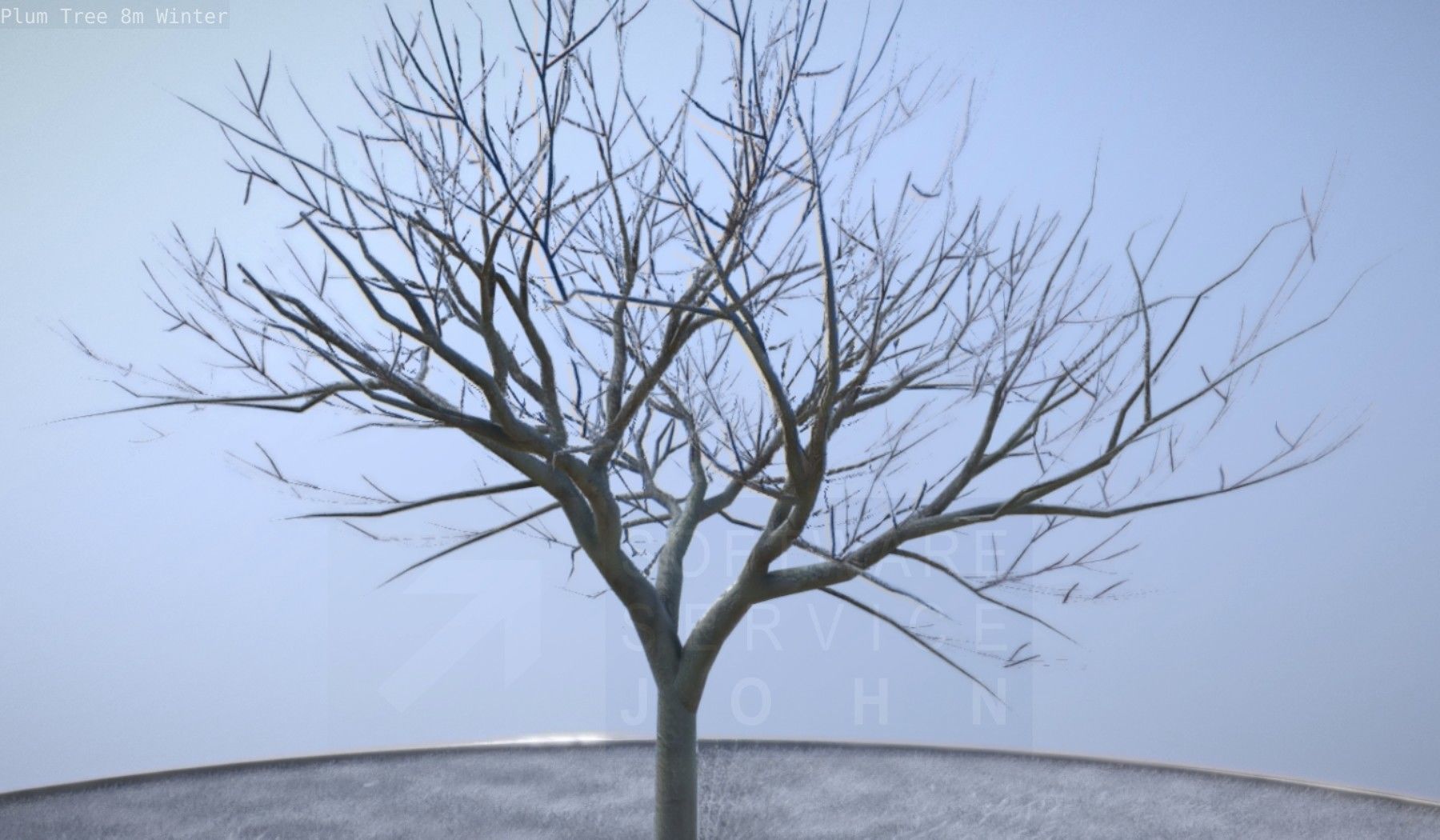 Plum Tree 8m Winter Low-poly 3D model_22