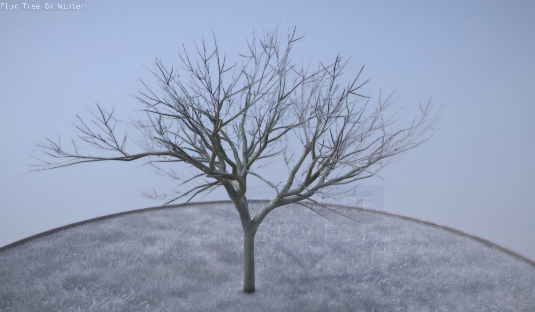 Plum Tree 8m Winter Low-poly 3D model_14