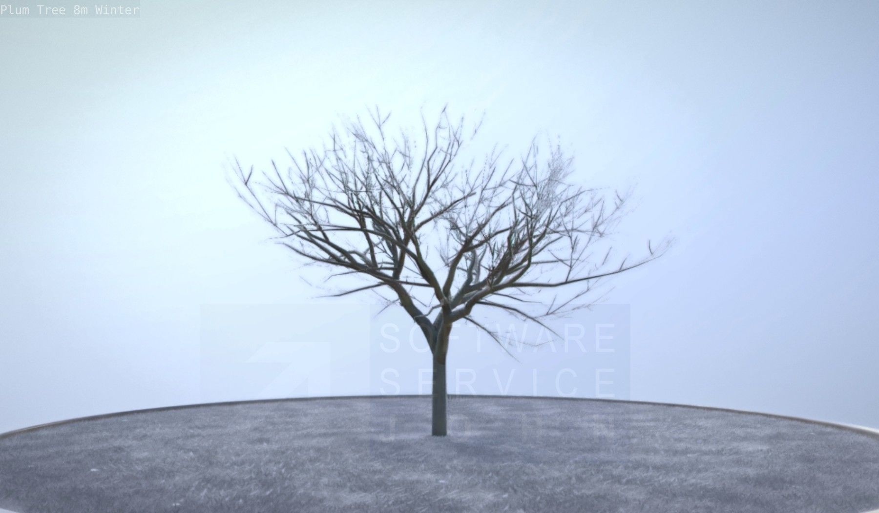 Plum Tree 8m Winter Low-poly 3D model_17