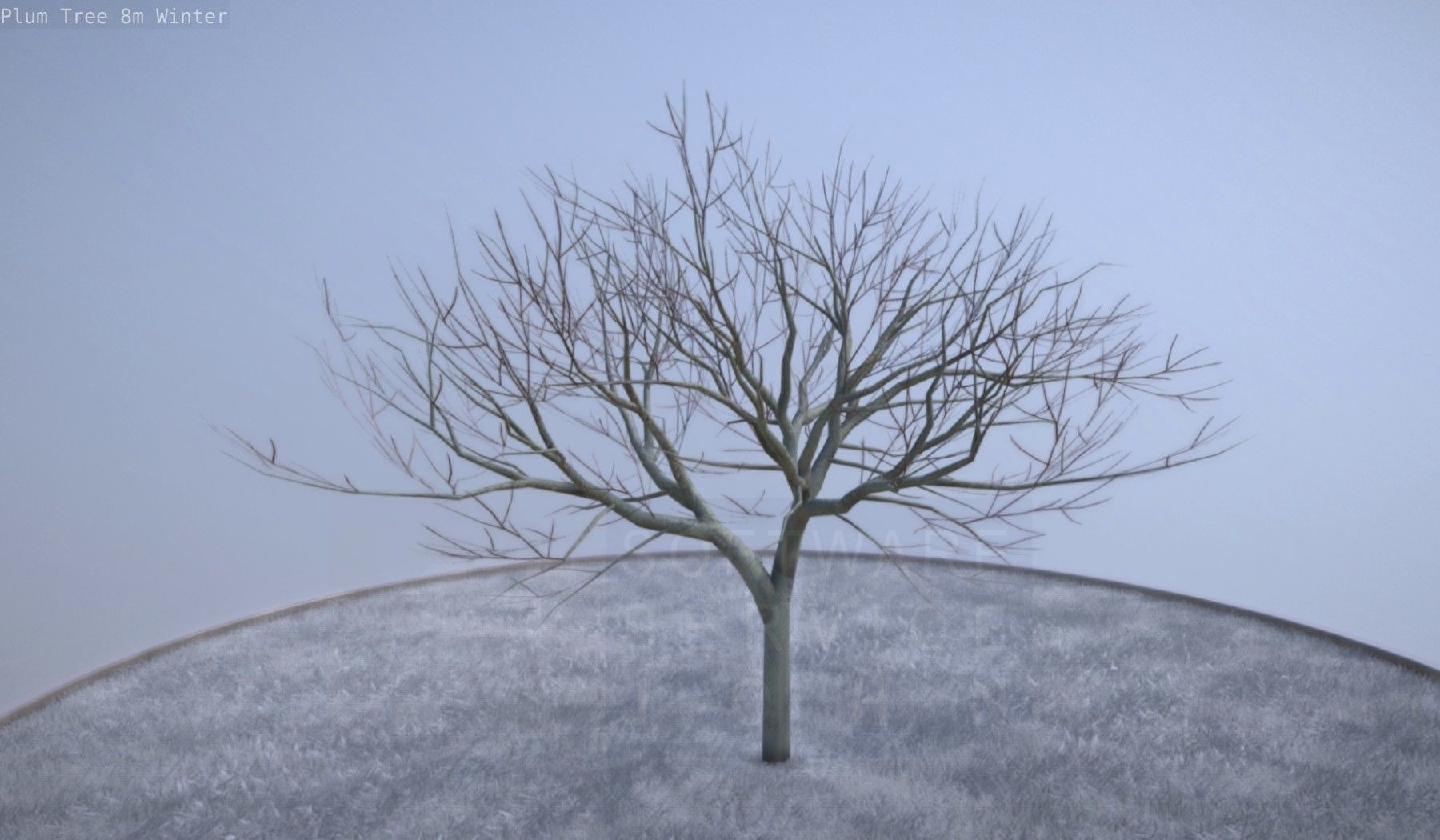 Plum Tree 8m Winter Low-poly 3D model_11