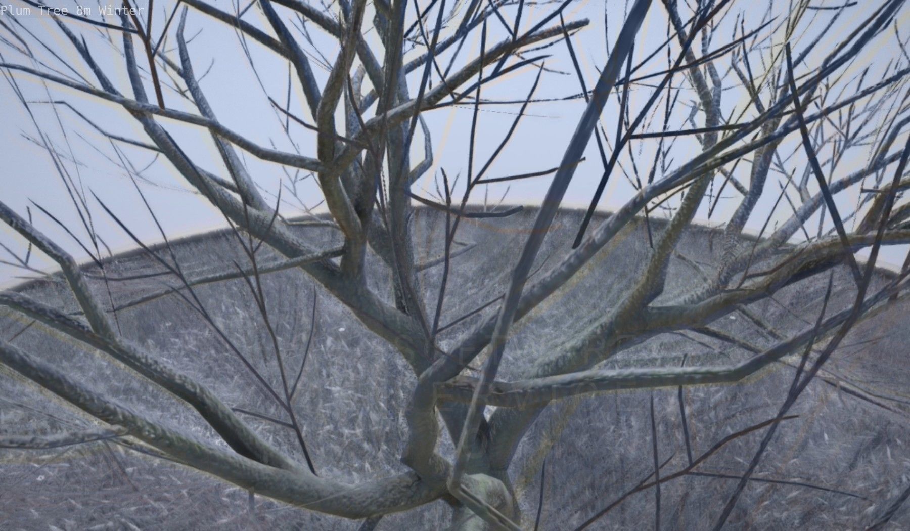 Plum Tree 8m Winter Low-poly 3D model_36