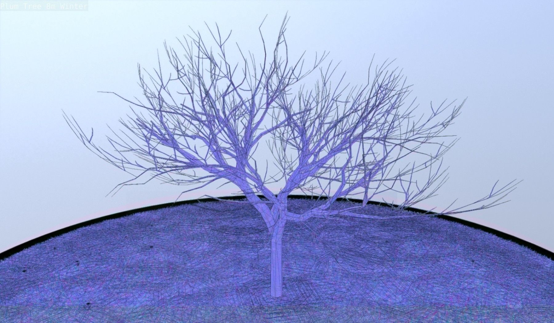 Plum Tree 8m Winter Low-poly 3D model_55