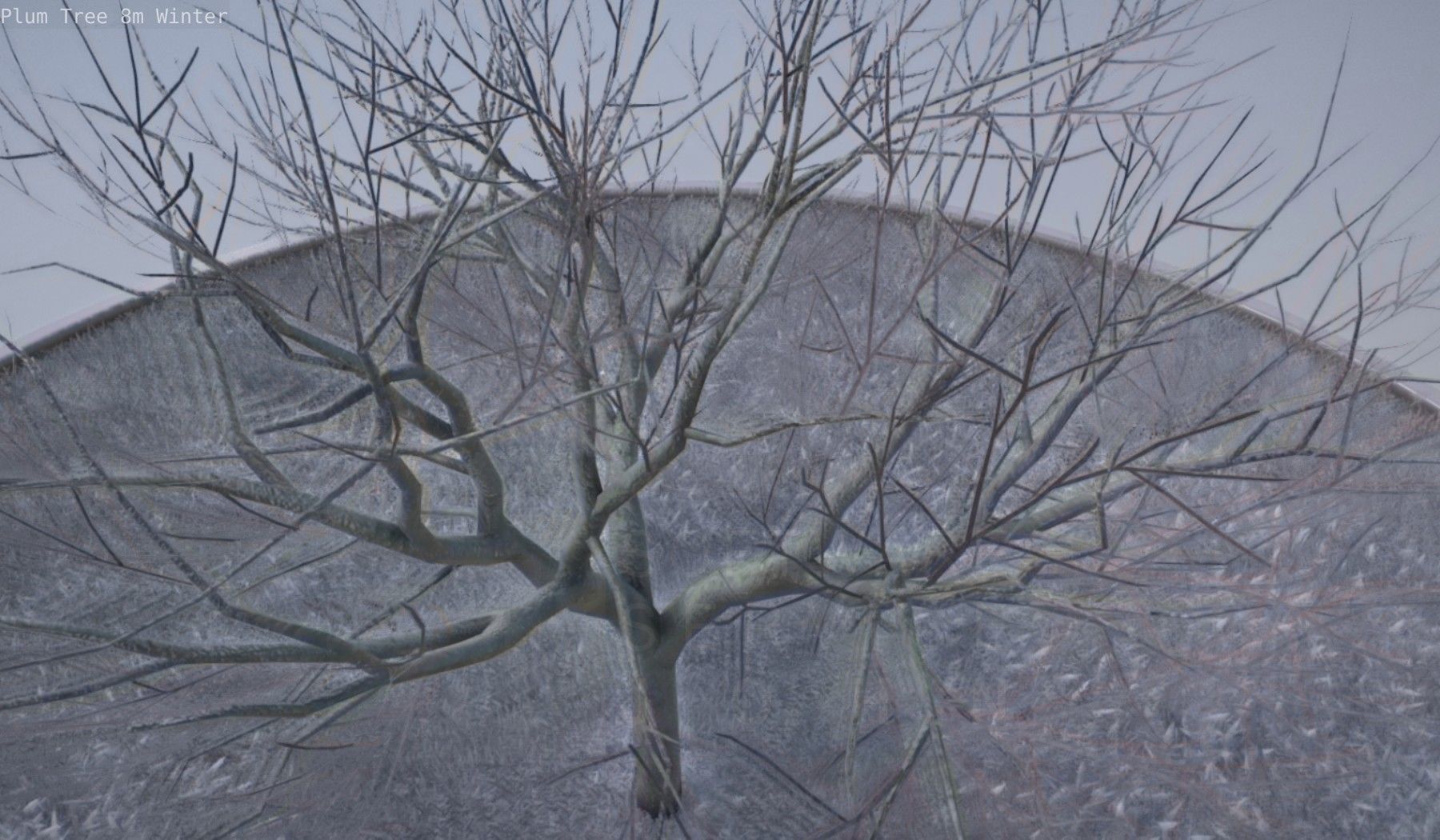Plum Tree 8m Winter Low-poly 3D model_38