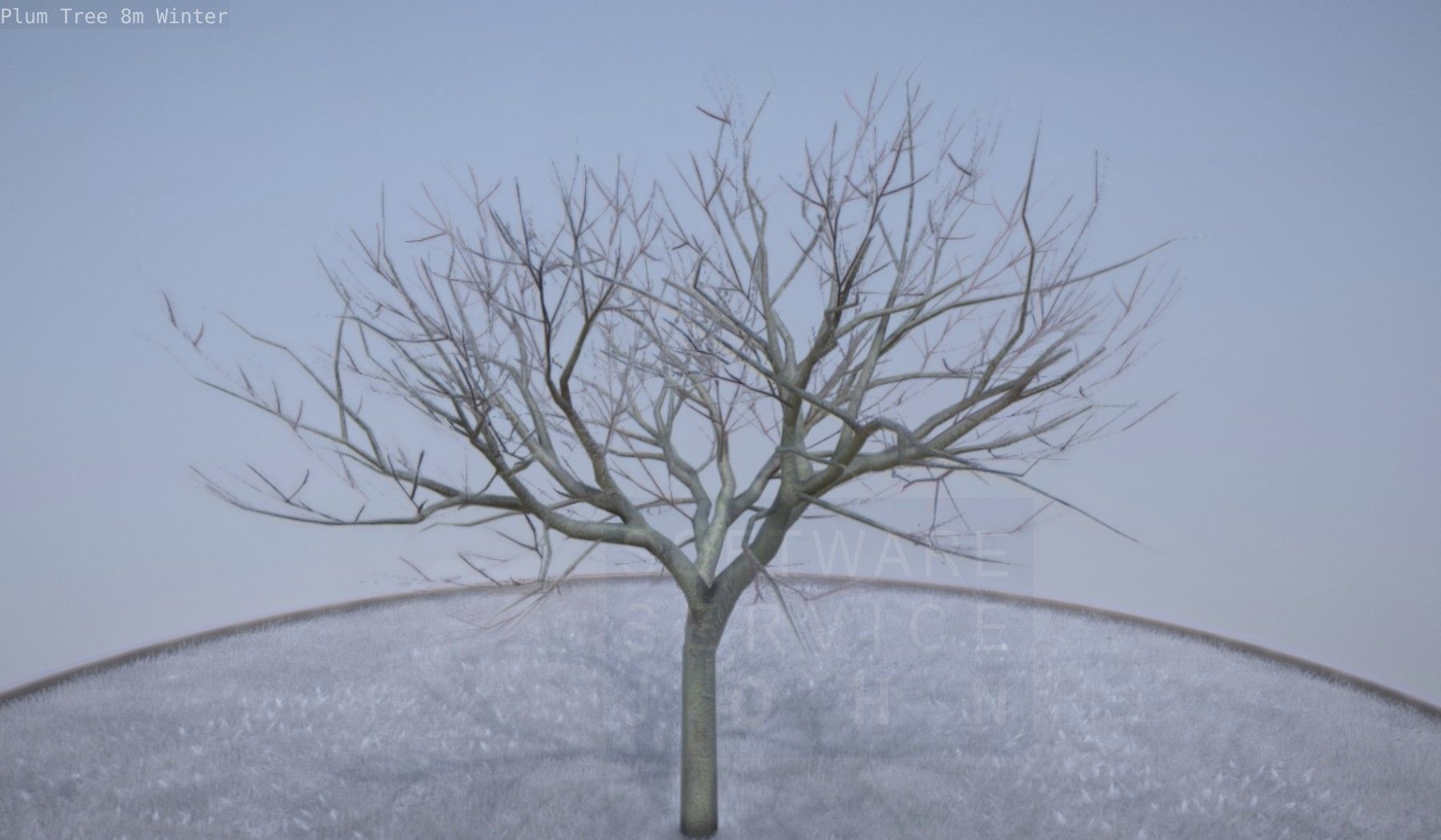 Plum Tree 8m Winter Low-poly 3D model_40