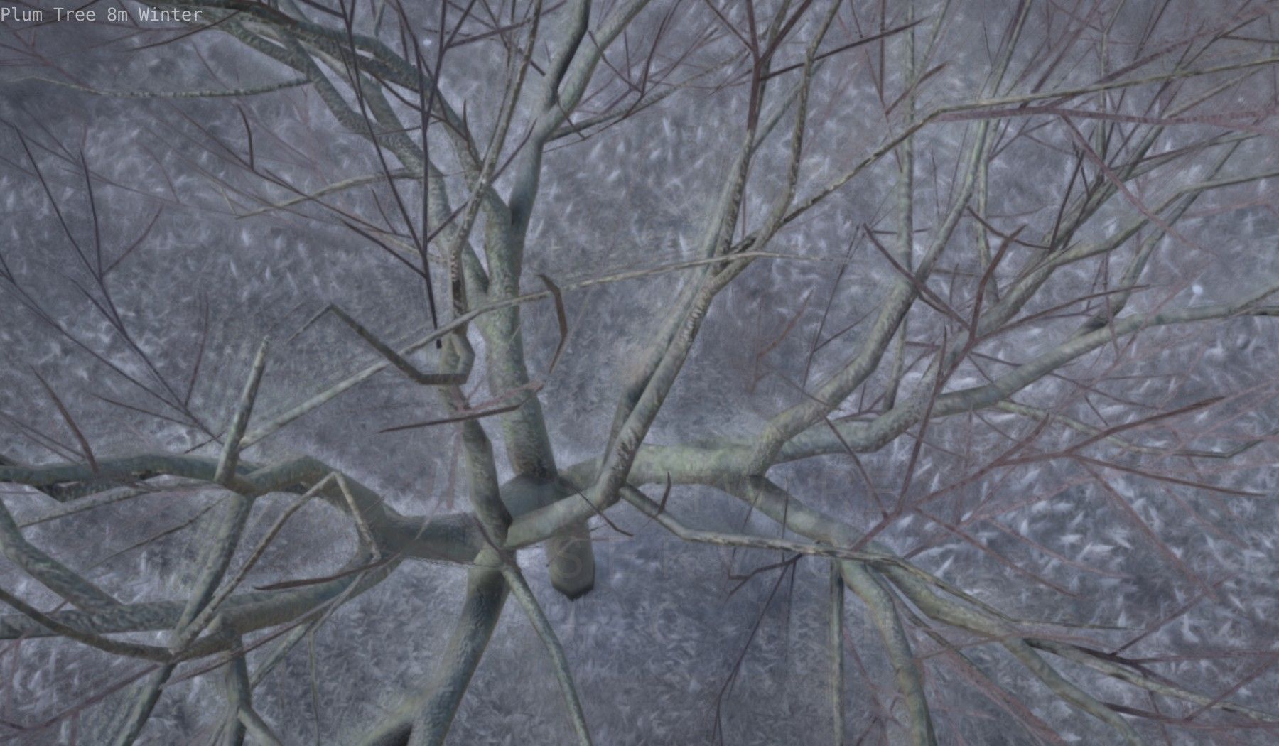 Plum Tree 8m Winter Low-poly 3D model_32