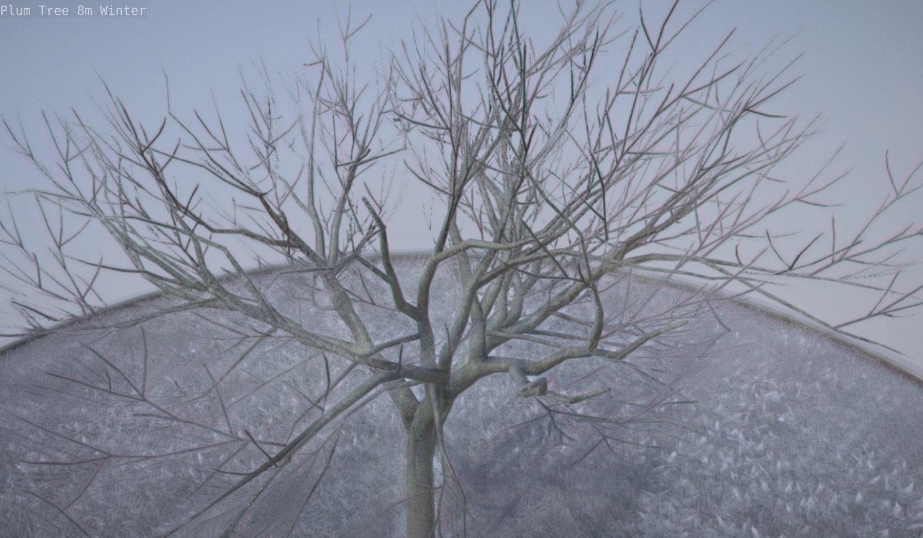 Plum Tree 8m Winter Low-poly 3D model_10