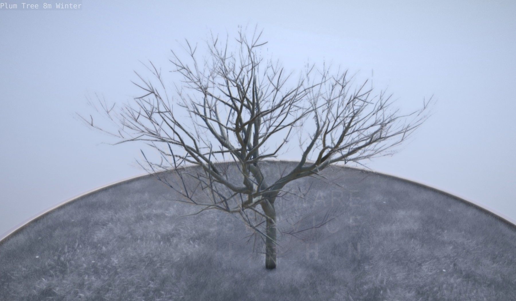 Plum Tree 8m Winter Low-poly 3D model_7