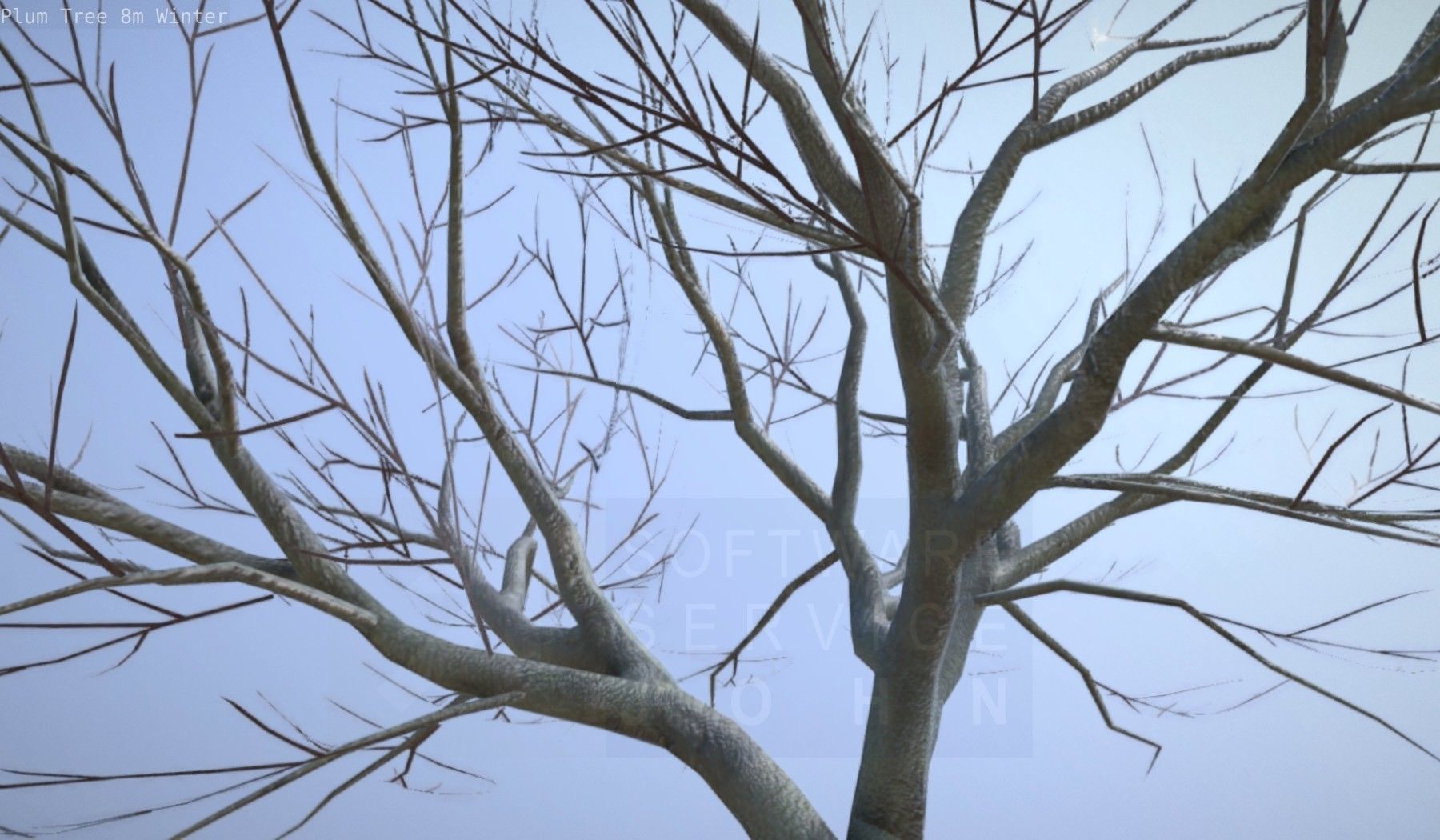 Plum Tree 8m Winter Low-poly 3D model_30