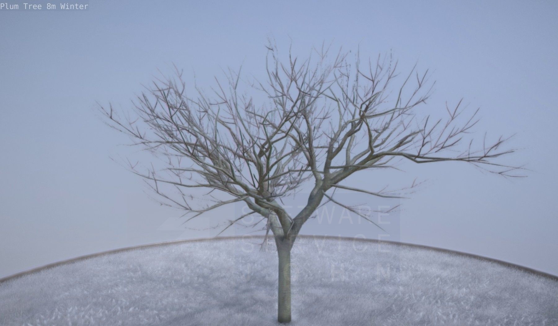 Plum Tree 8m Winter Low-poly 3D model_5