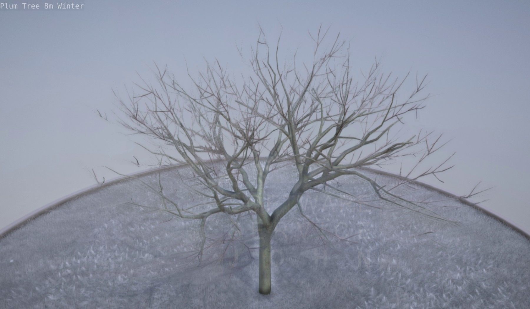 Plum Tree 8m Winter Low-poly 3D model_39