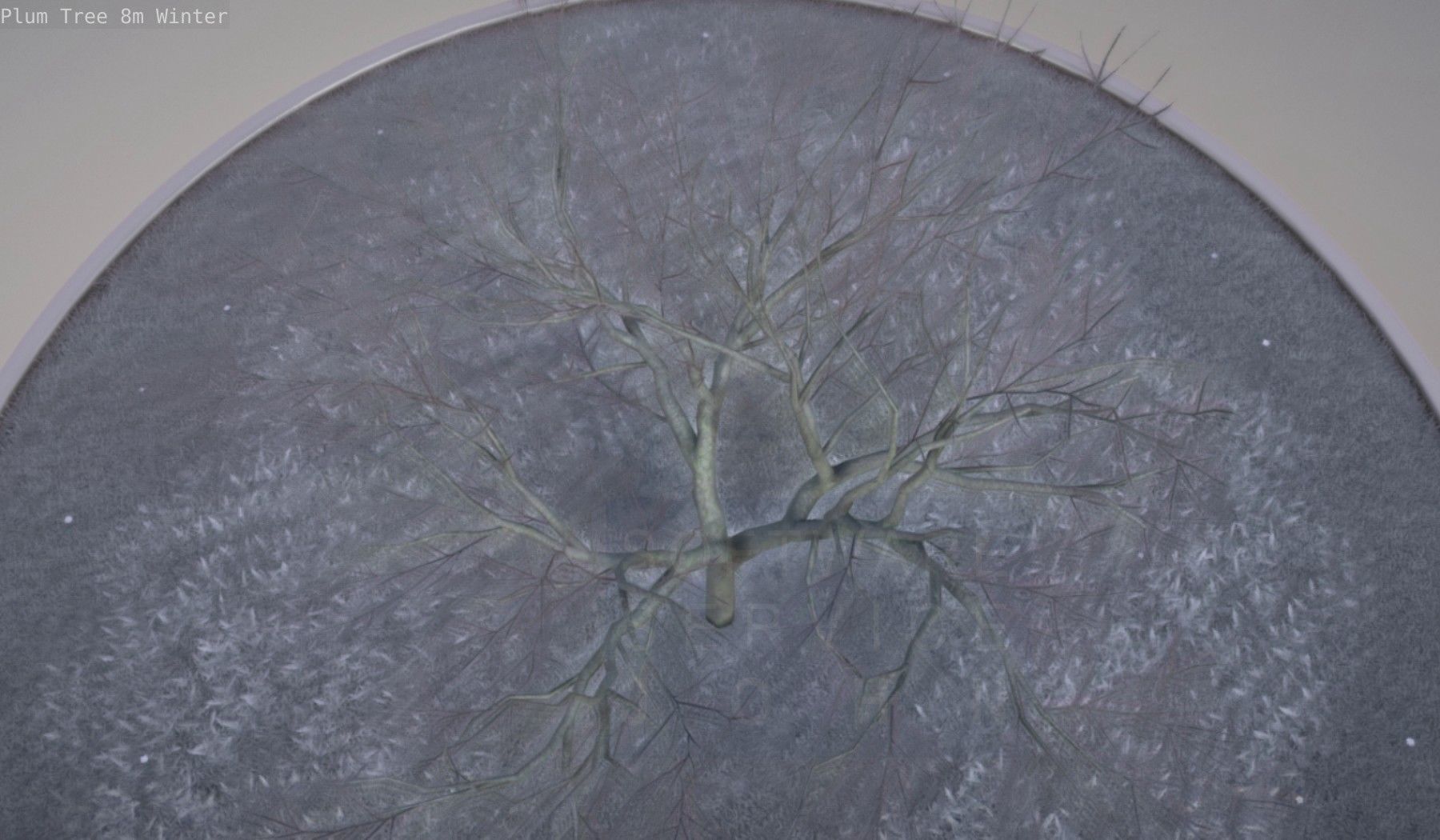 Plum Tree 8m Winter Low-poly 3D model_34