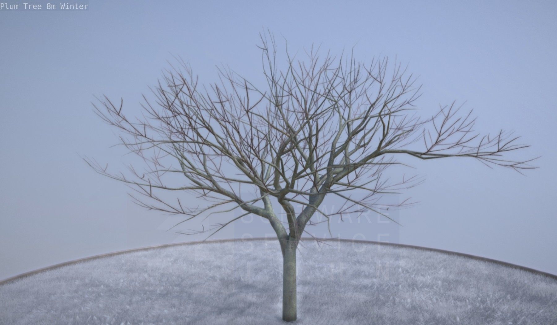 Plum Tree 8m Winter Low-poly 3D model_6