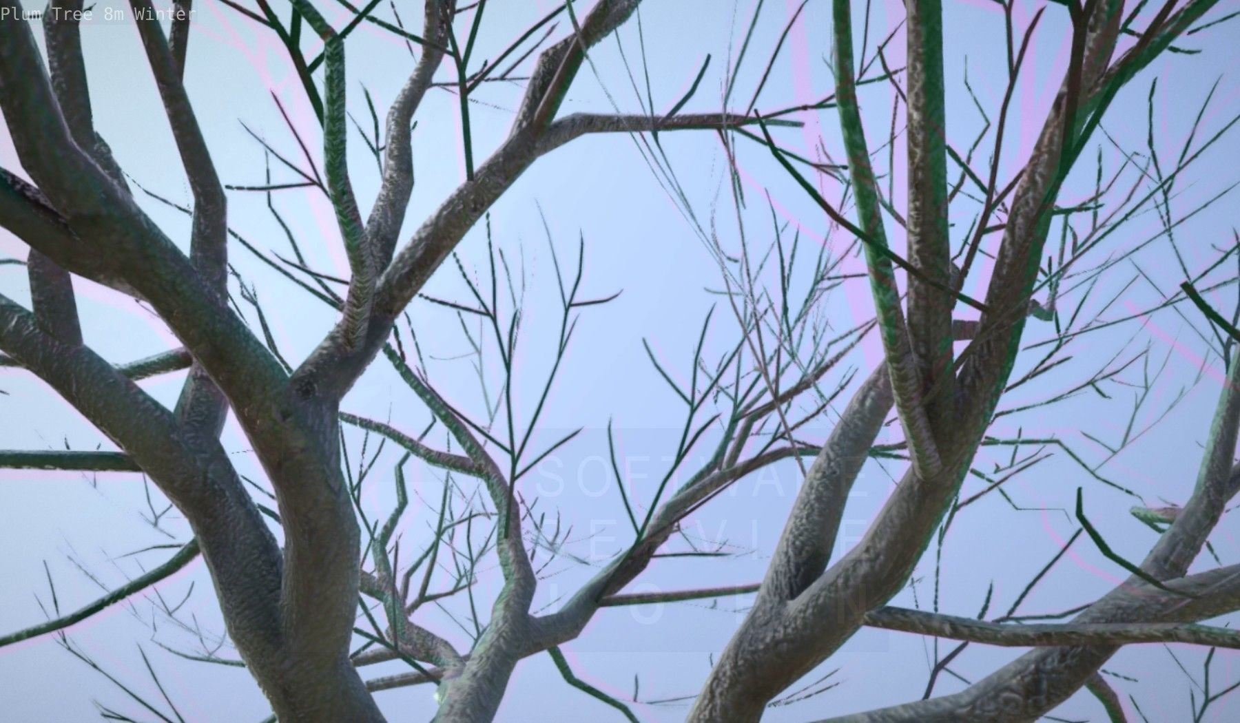 Plum Tree 8m Winter Low-poly 3D model_28