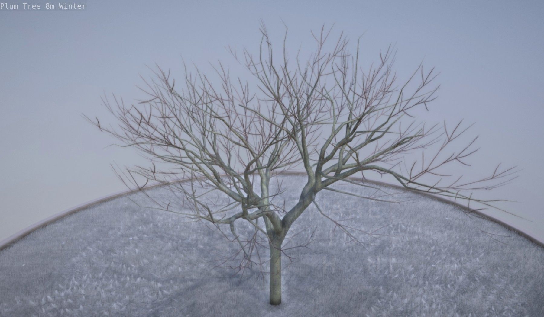 Plum Tree 8m Winter Low-poly 3D model_47