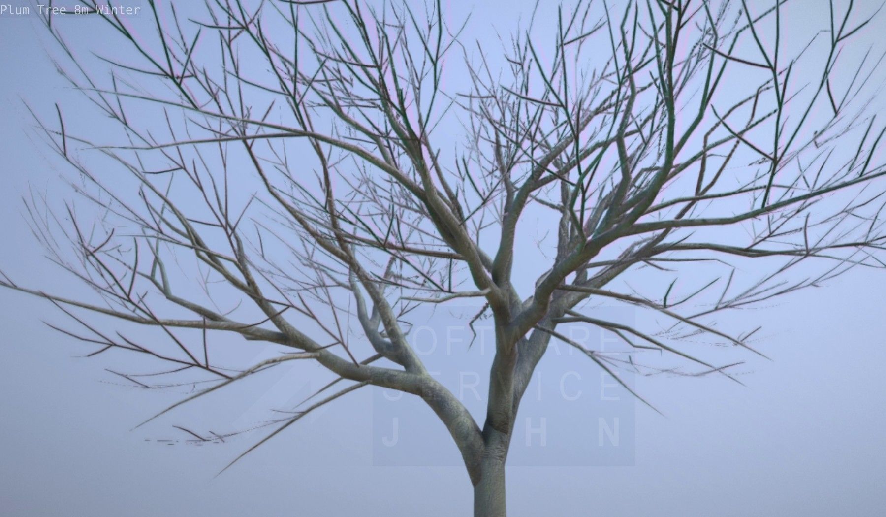 Plum Tree 8m Winter Low-poly 3D model_13