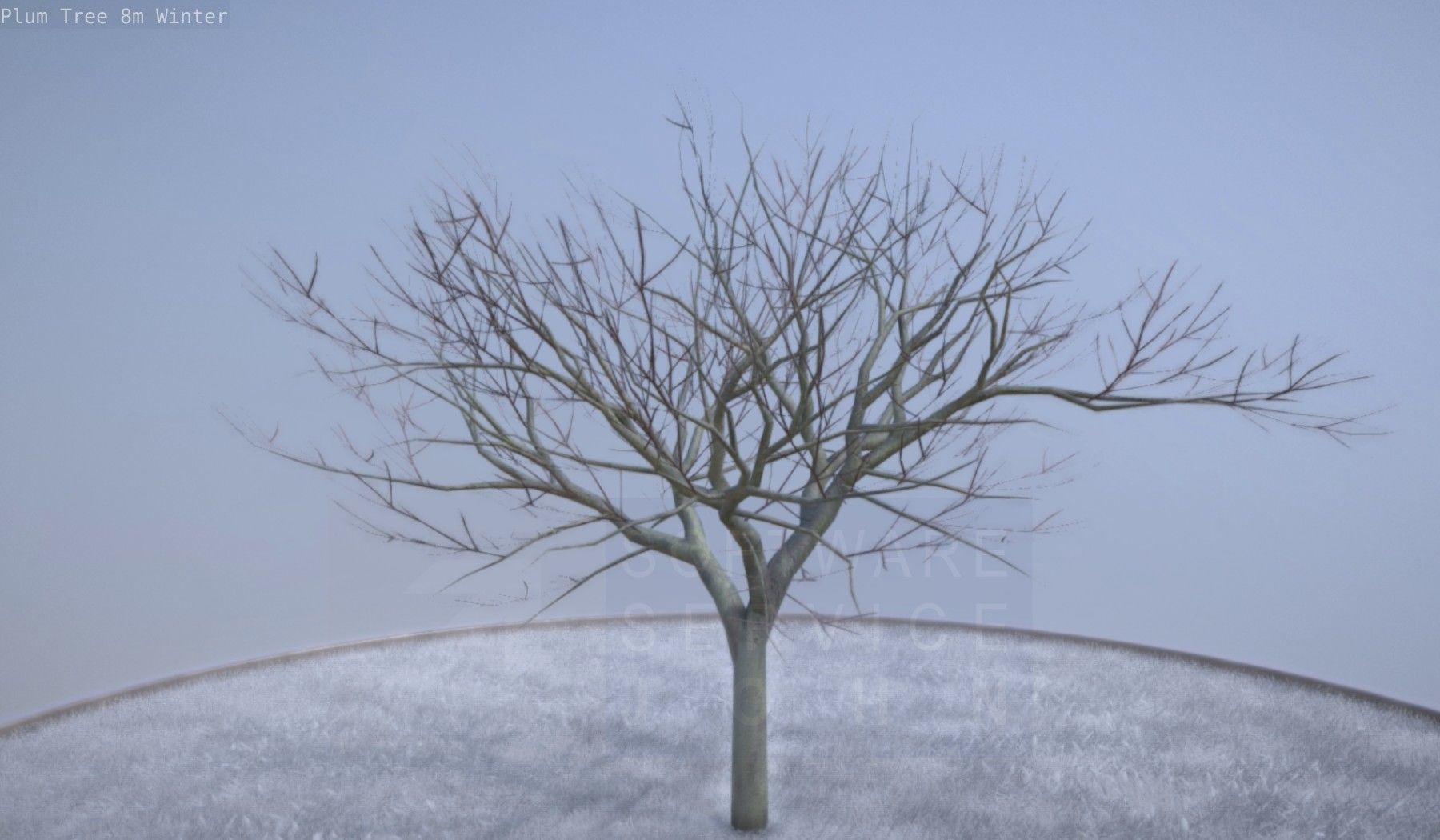 Plum Tree 8m Winter Low-poly 3D model_3
