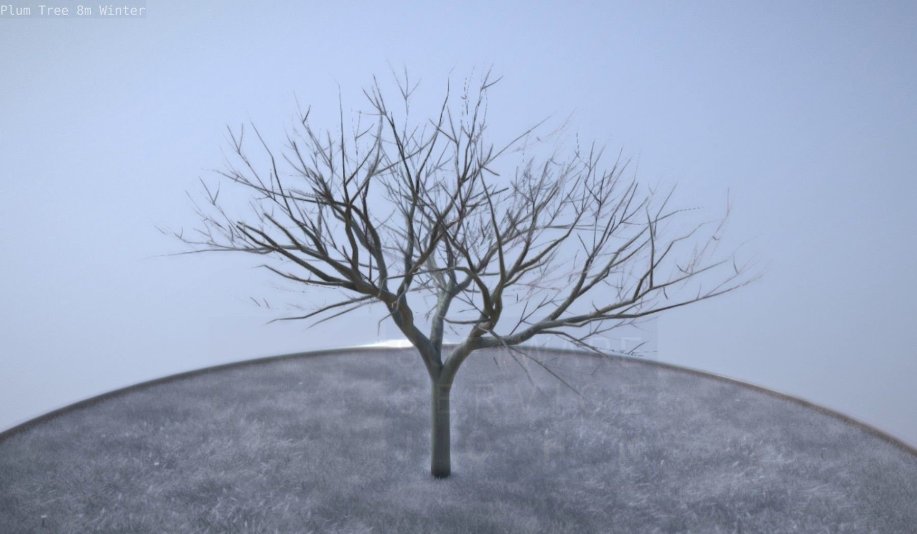 Plum Tree 8m Winter Low-poly 3D model_21