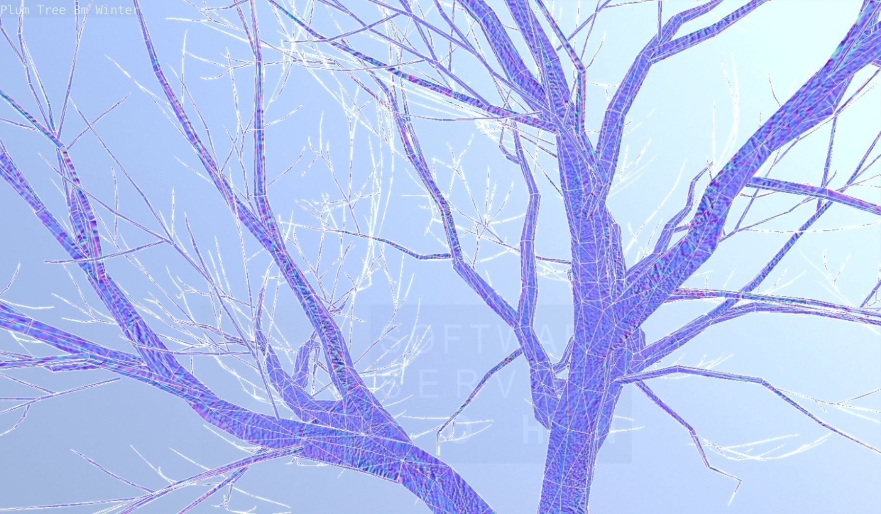 Plum Tree 8m Winter Low-poly 3D model_56