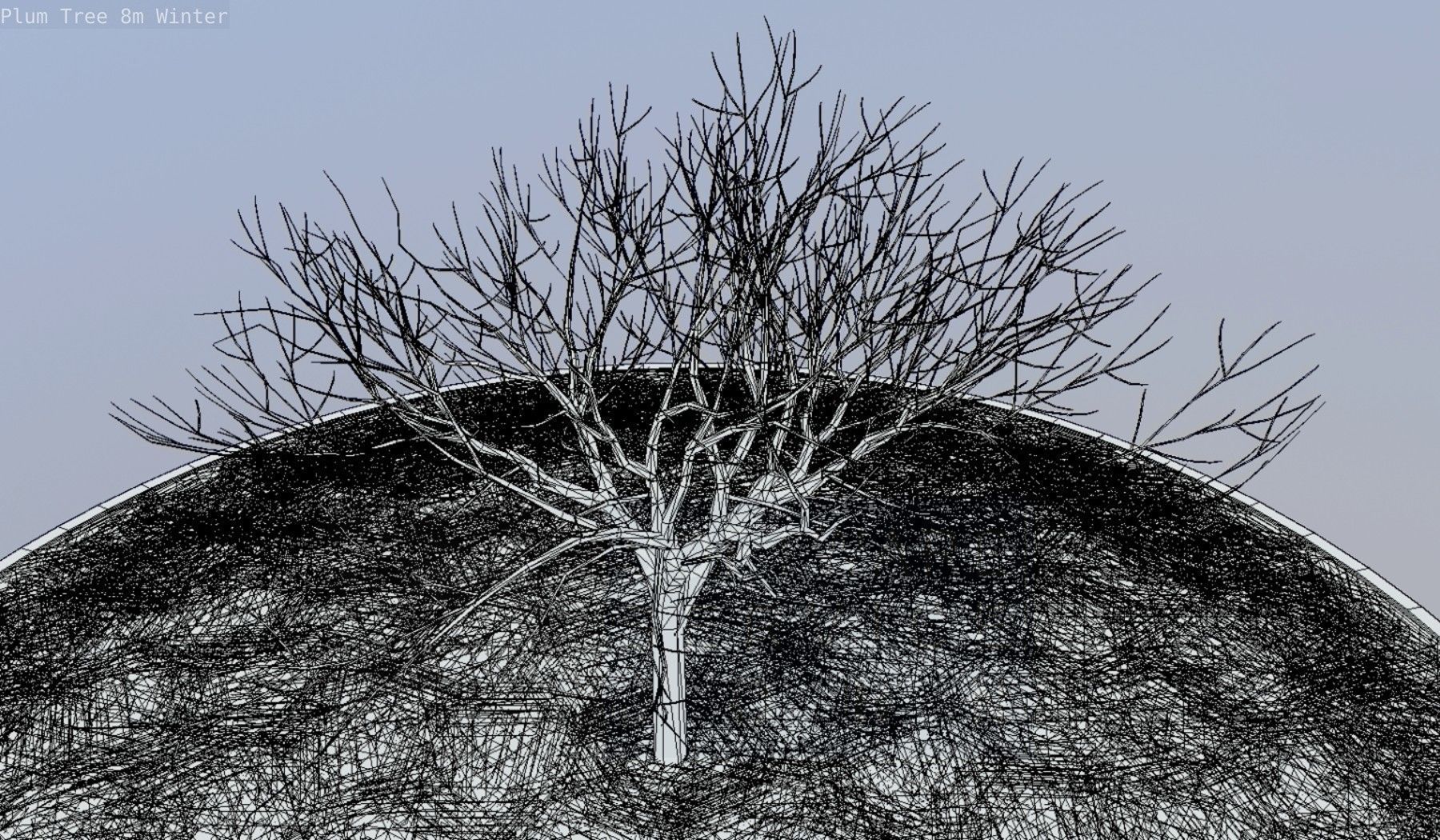 Plum Tree 8m Winter Low-poly 3D model_53