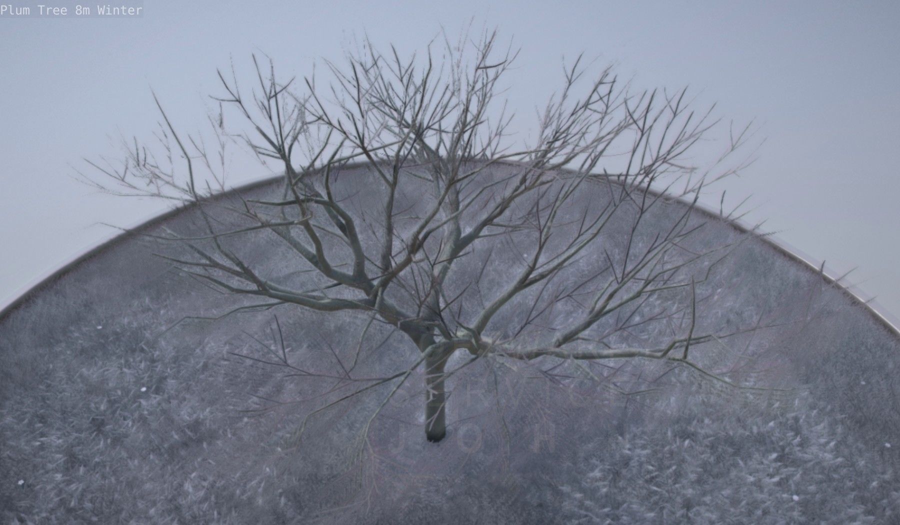 Plum Tree 8m Winter Low-poly 3D model_23