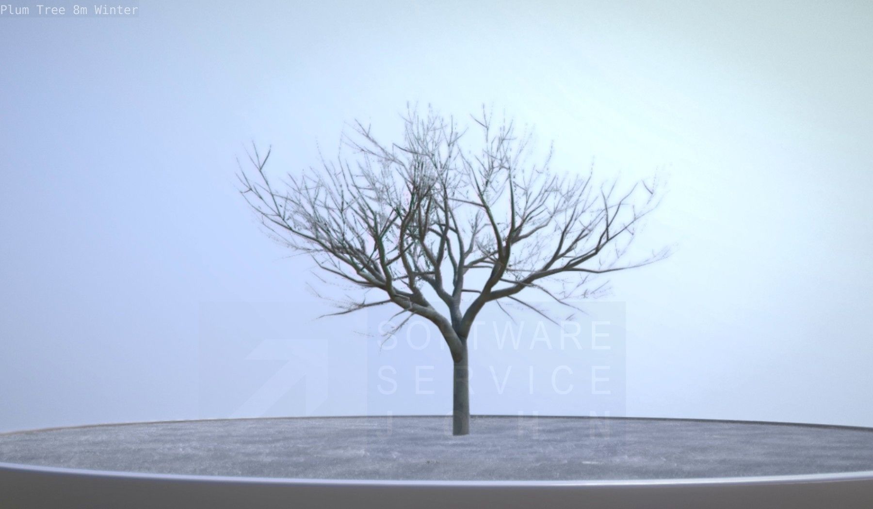 Plum Tree 8m Winter Low-poly 3D model_19
