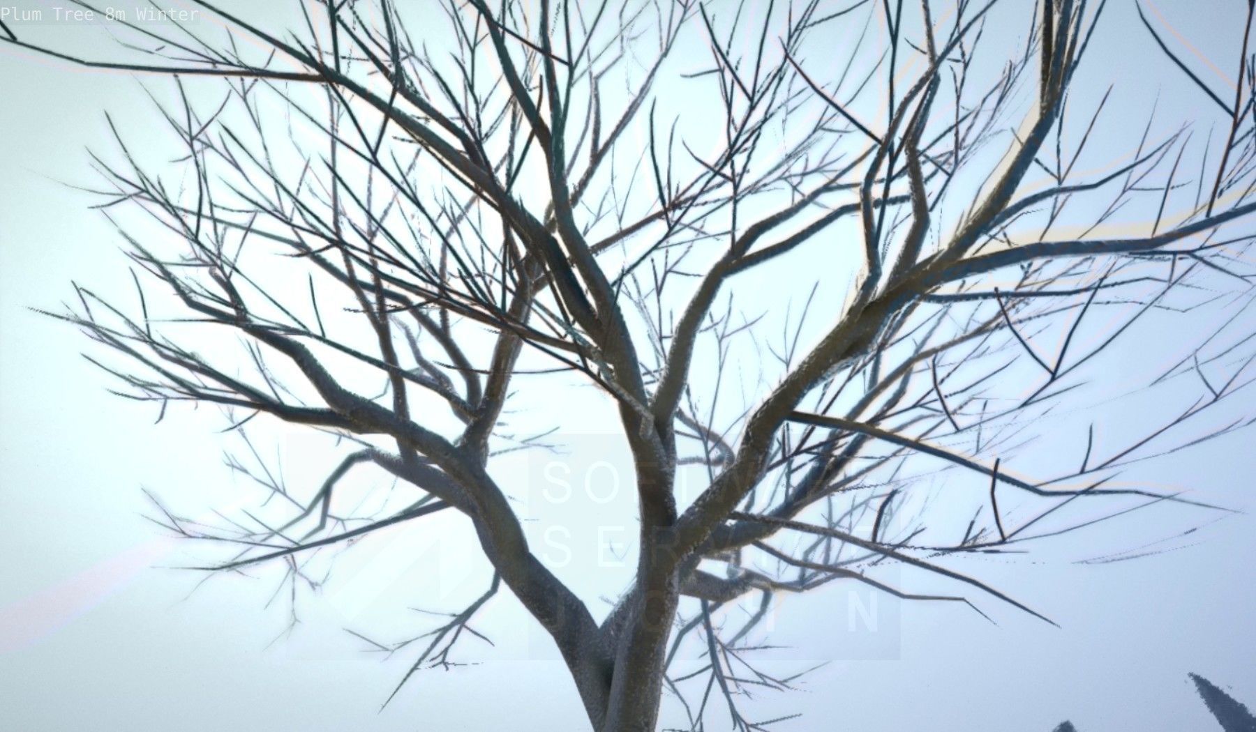 Plum Tree 8m Winter Low-poly 3D model_29