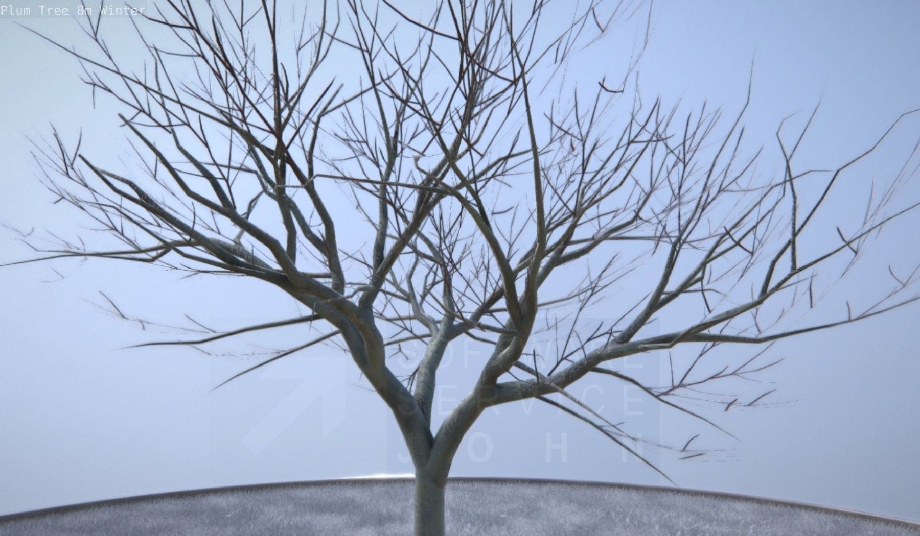 Plum Tree 8m Winter Low-poly 3D model_27