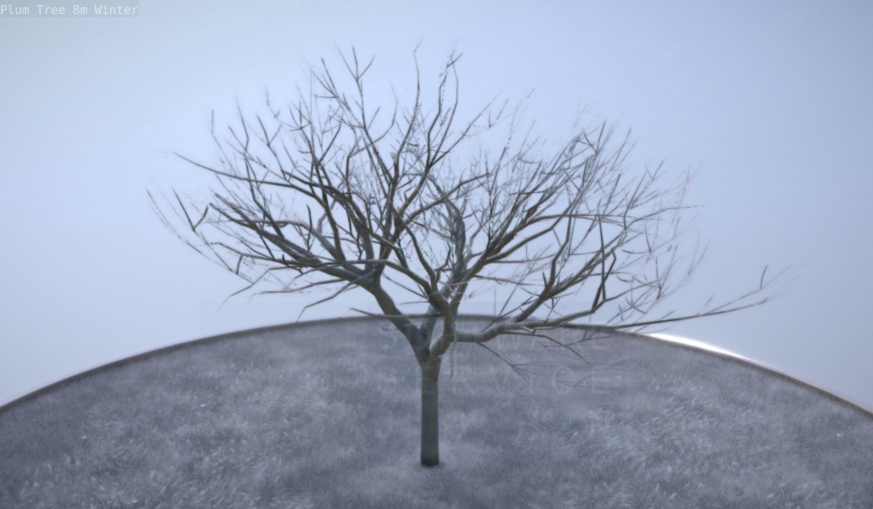 Plum Tree 8m Winter Low-poly 3D model_18