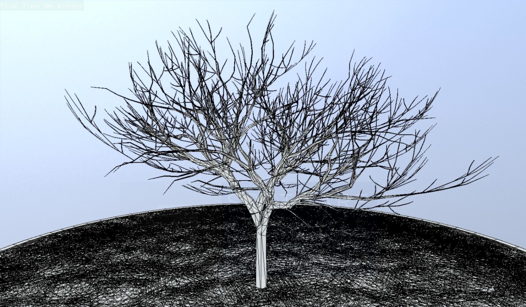 Plum Tree 8m Winter Low-poly 3D model_59