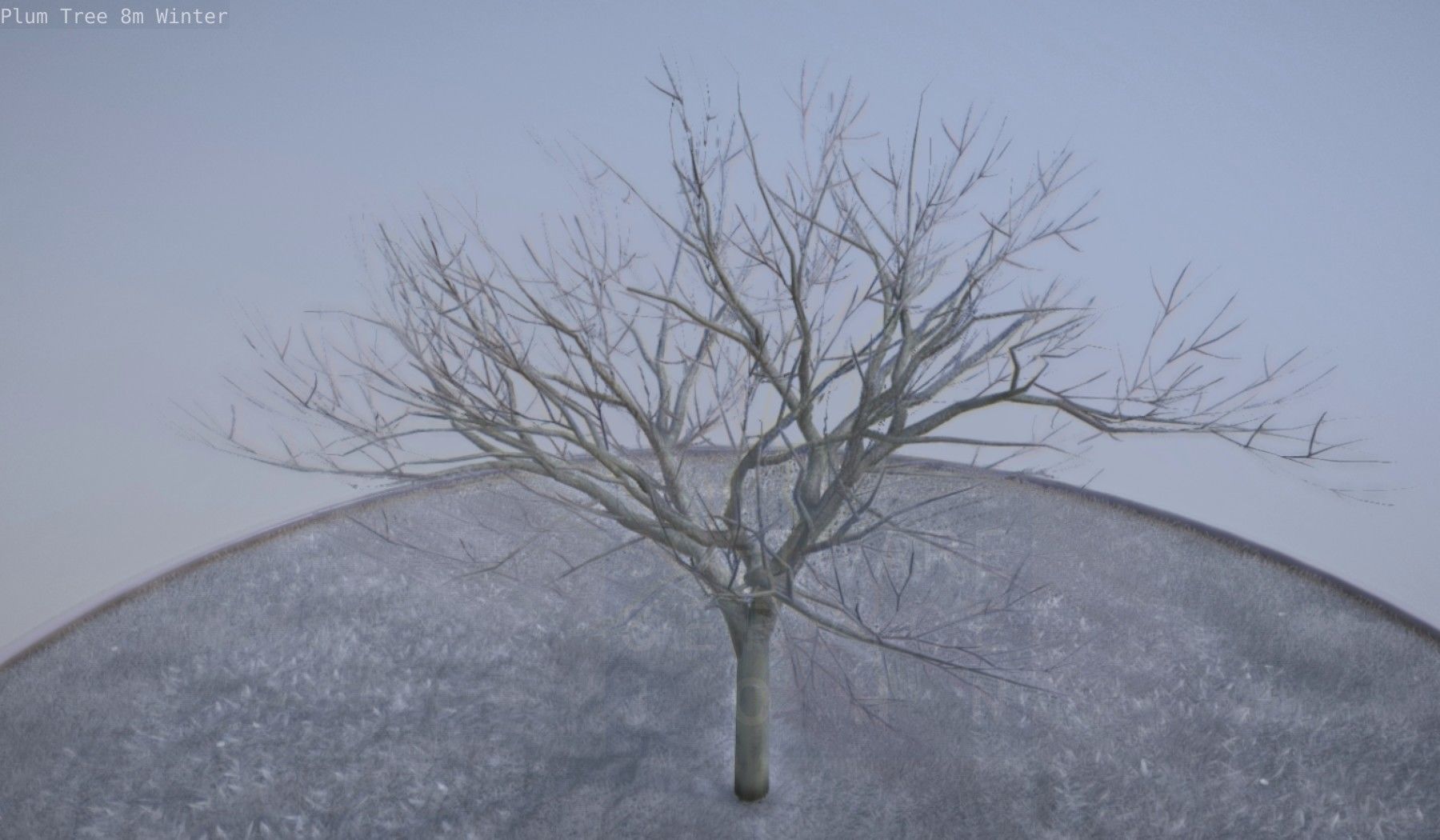 Plum Tree 8m Winter Low-poly 3D model_41