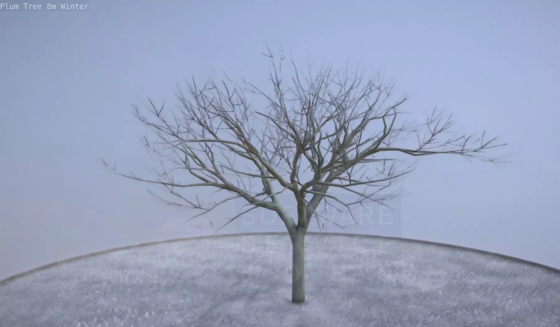 Plum Tree 8m Winter Low-poly 3D model_0