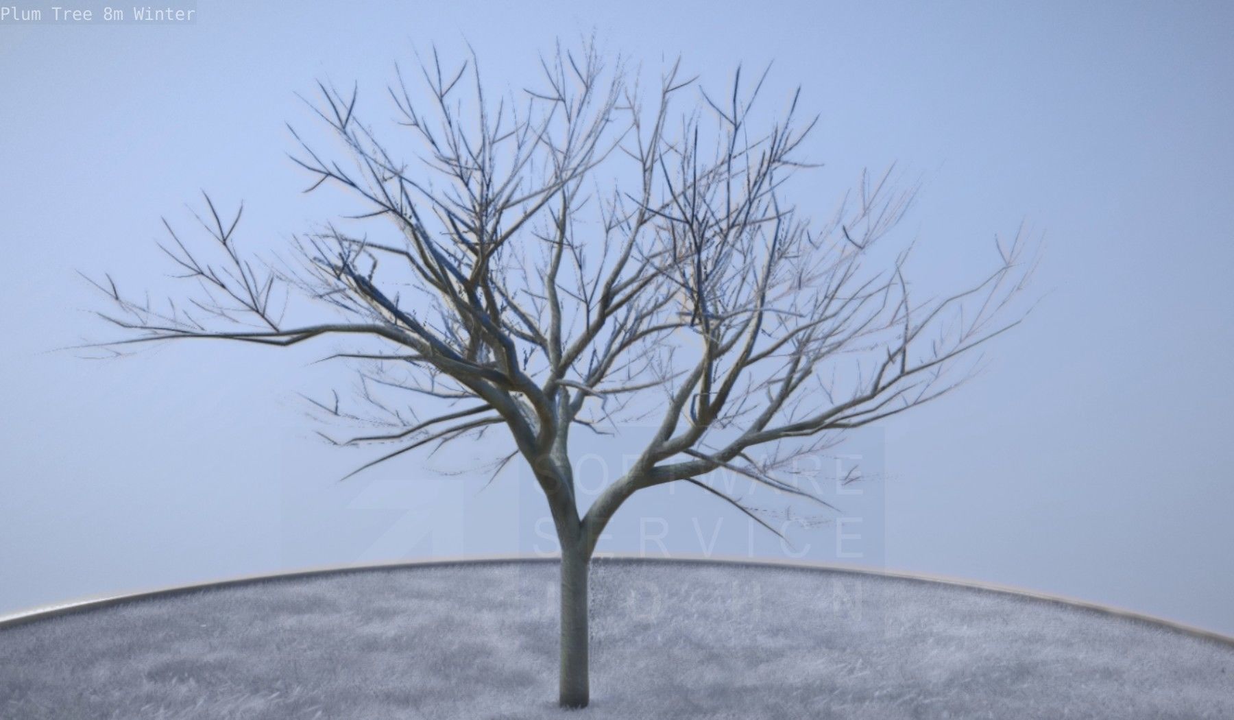 Plum Tree 8m Winter Low-poly 3D model_44