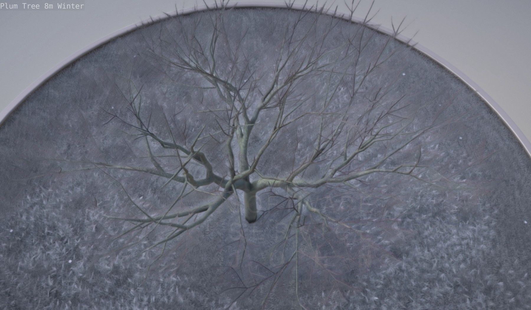 Plum Tree 8m Winter Low-poly 3D model_20