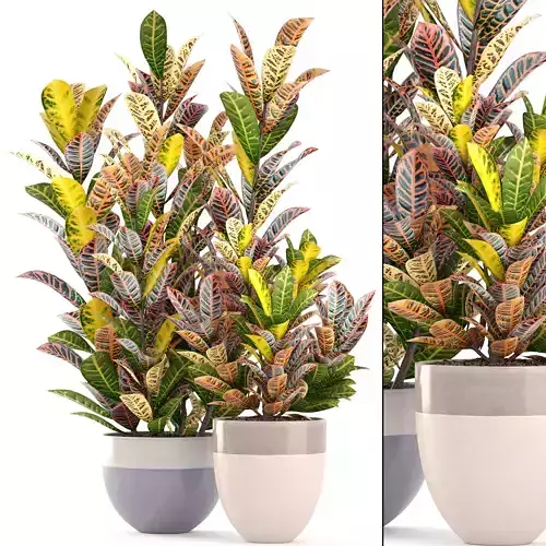 Croton three potted plants