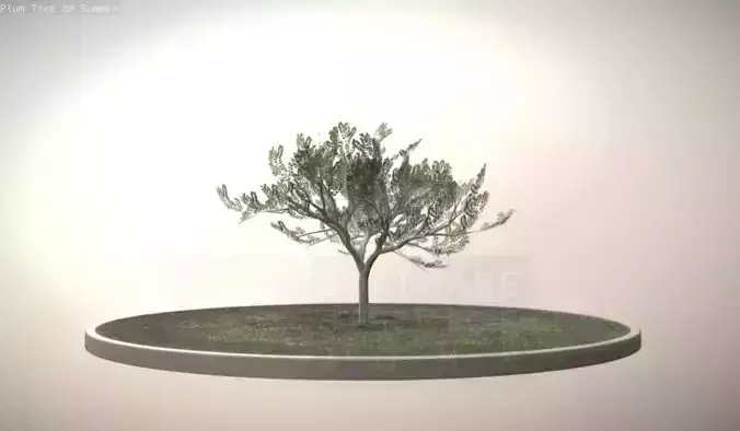 Plum Trees 8m Summer