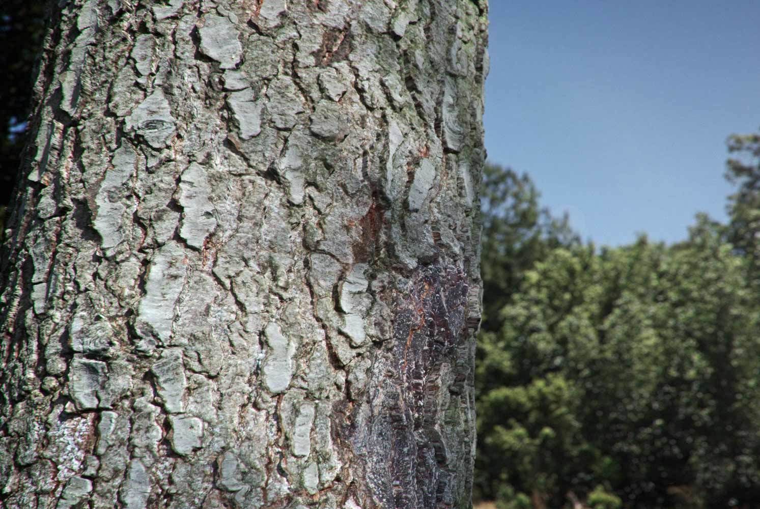 Bundle 01 - Company Up to 32k Texture_30