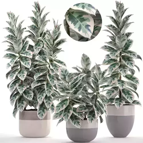 Ficus elastica trees 3D model