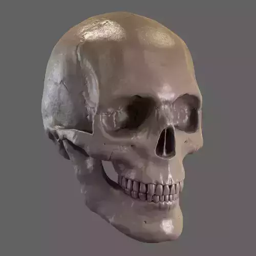 Skull STL human