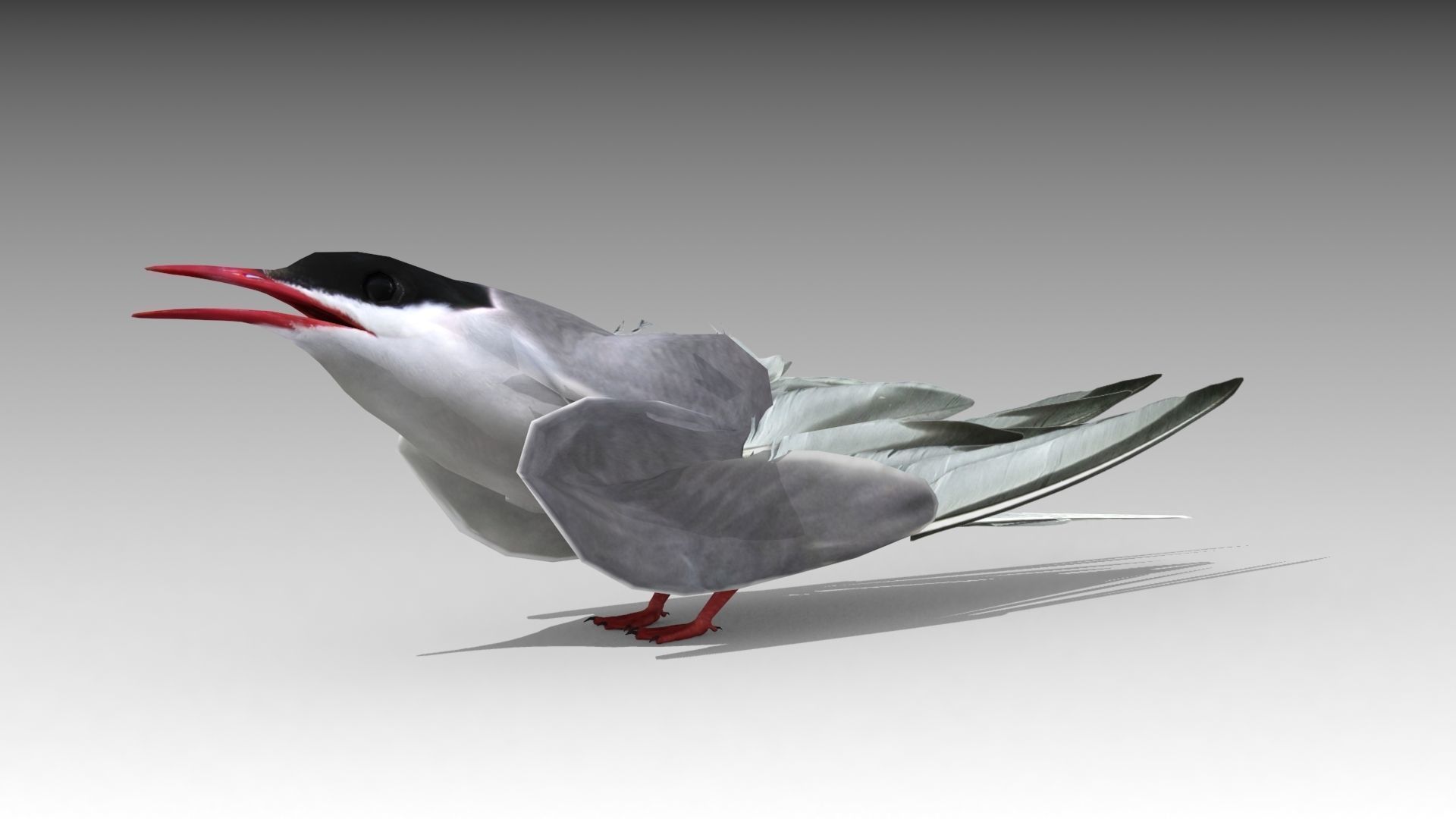Arctic Tern Low-poly 3D model_4