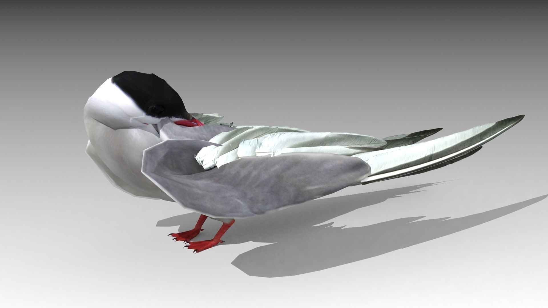 Arctic Tern Low-poly 3D model_8